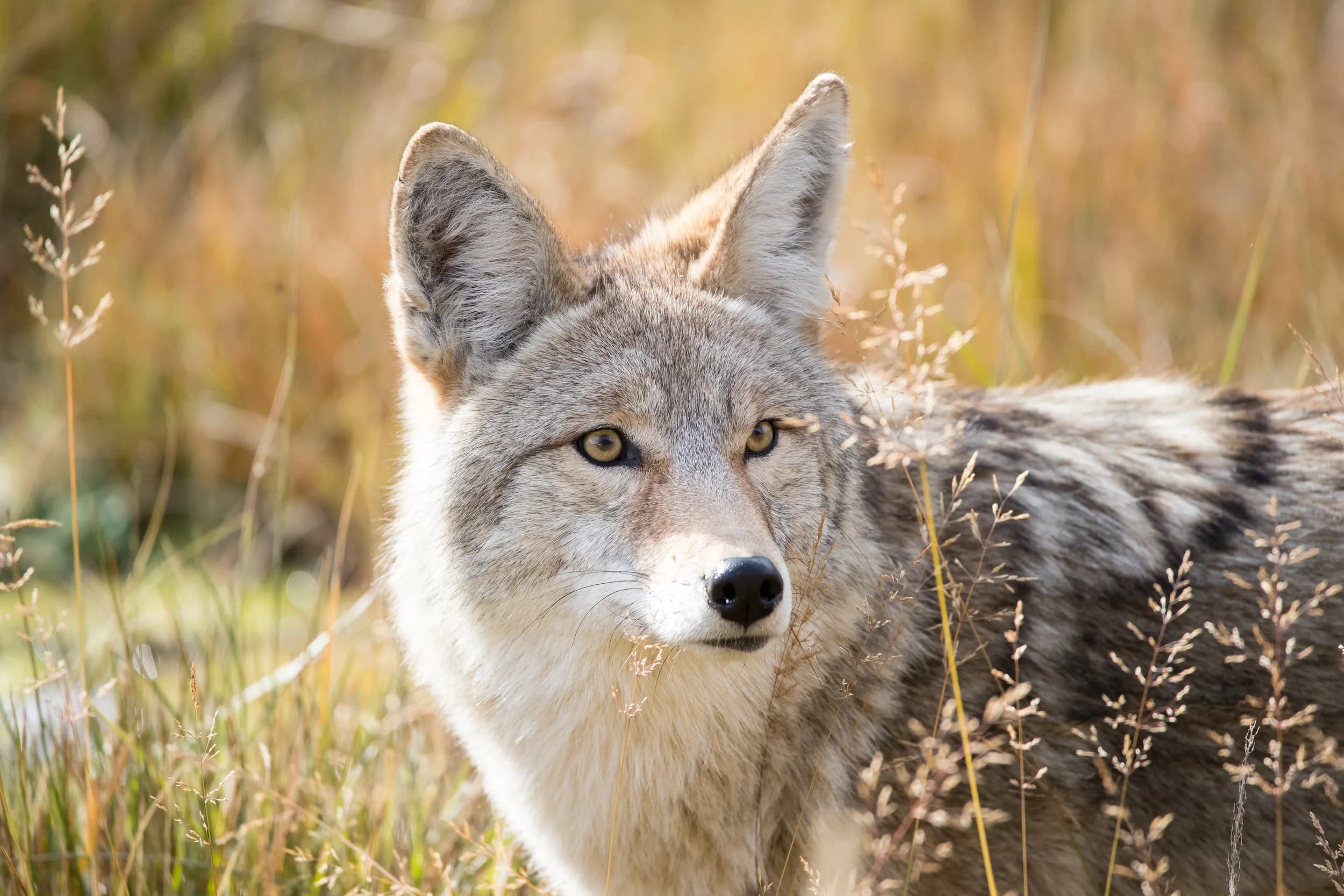 The Coyote