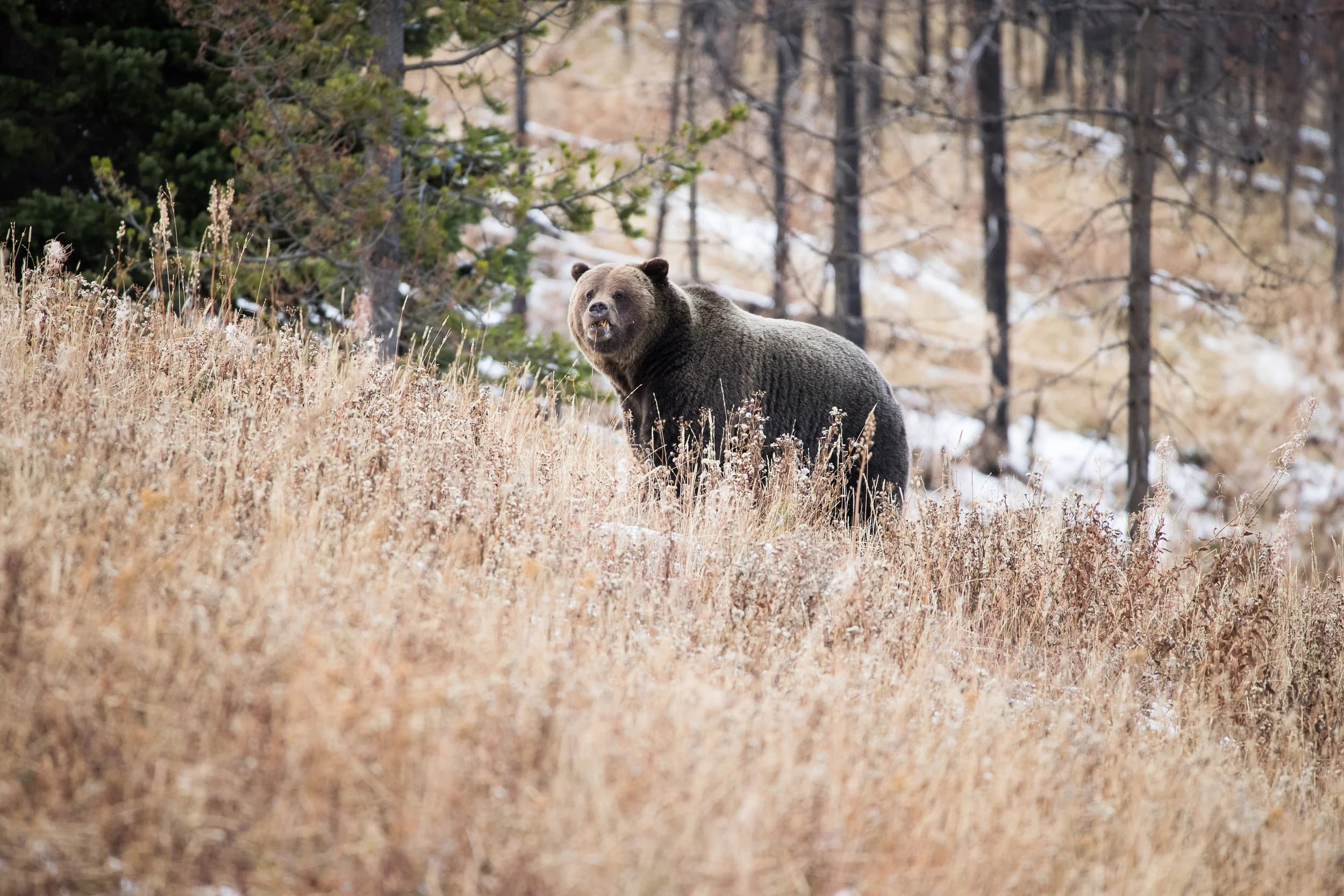 Snarling Grizzly