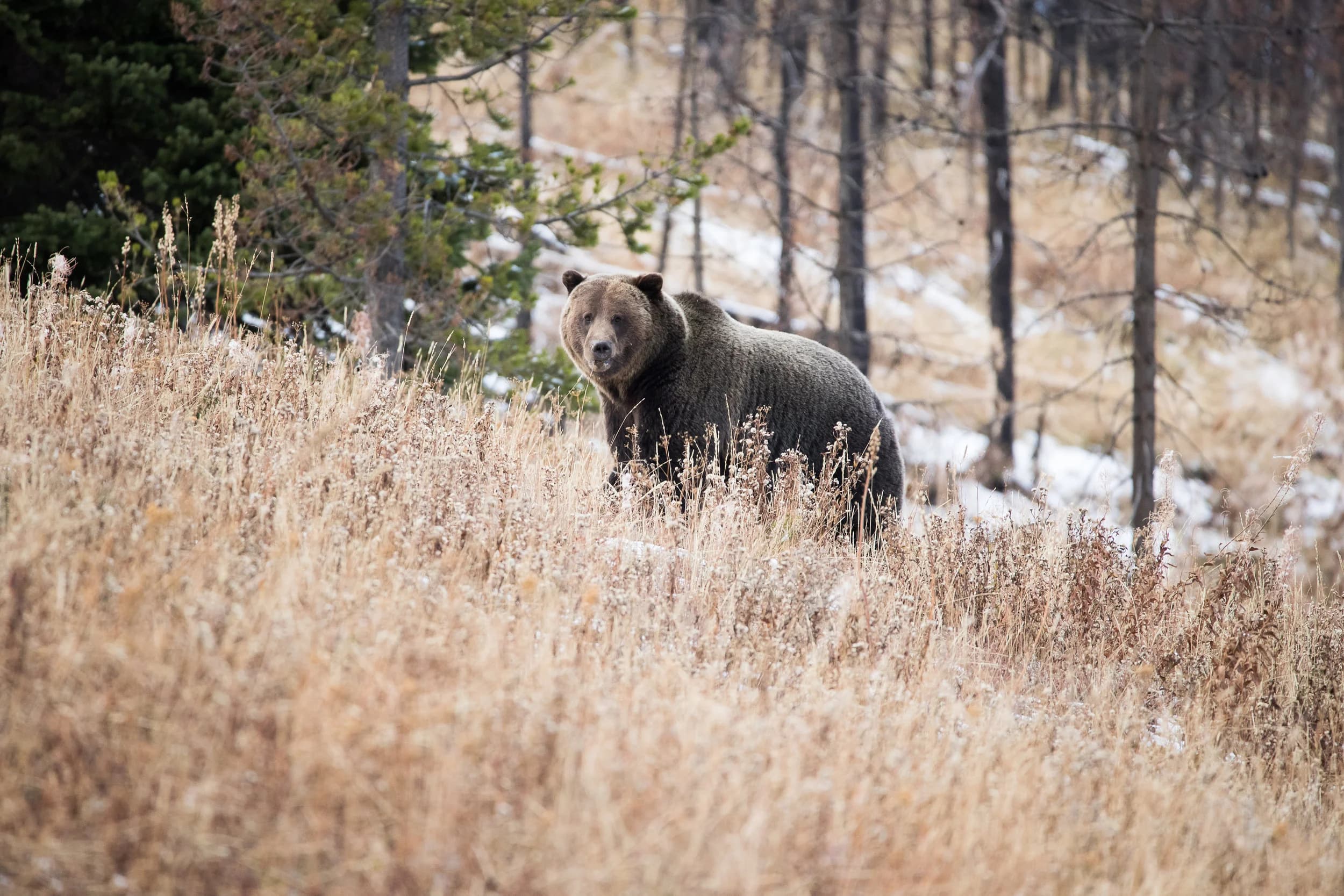 Curious Grizzly
