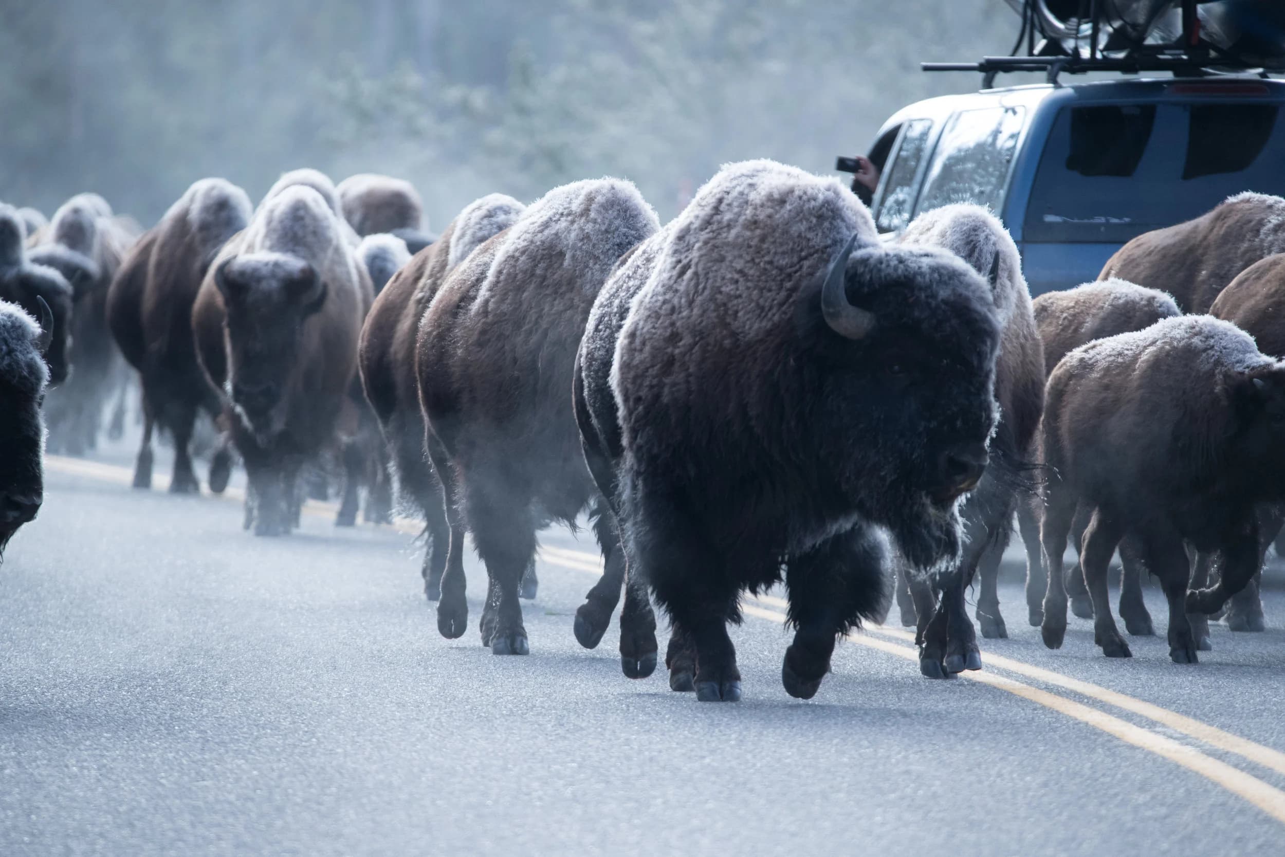 Where the Buffalo Roam