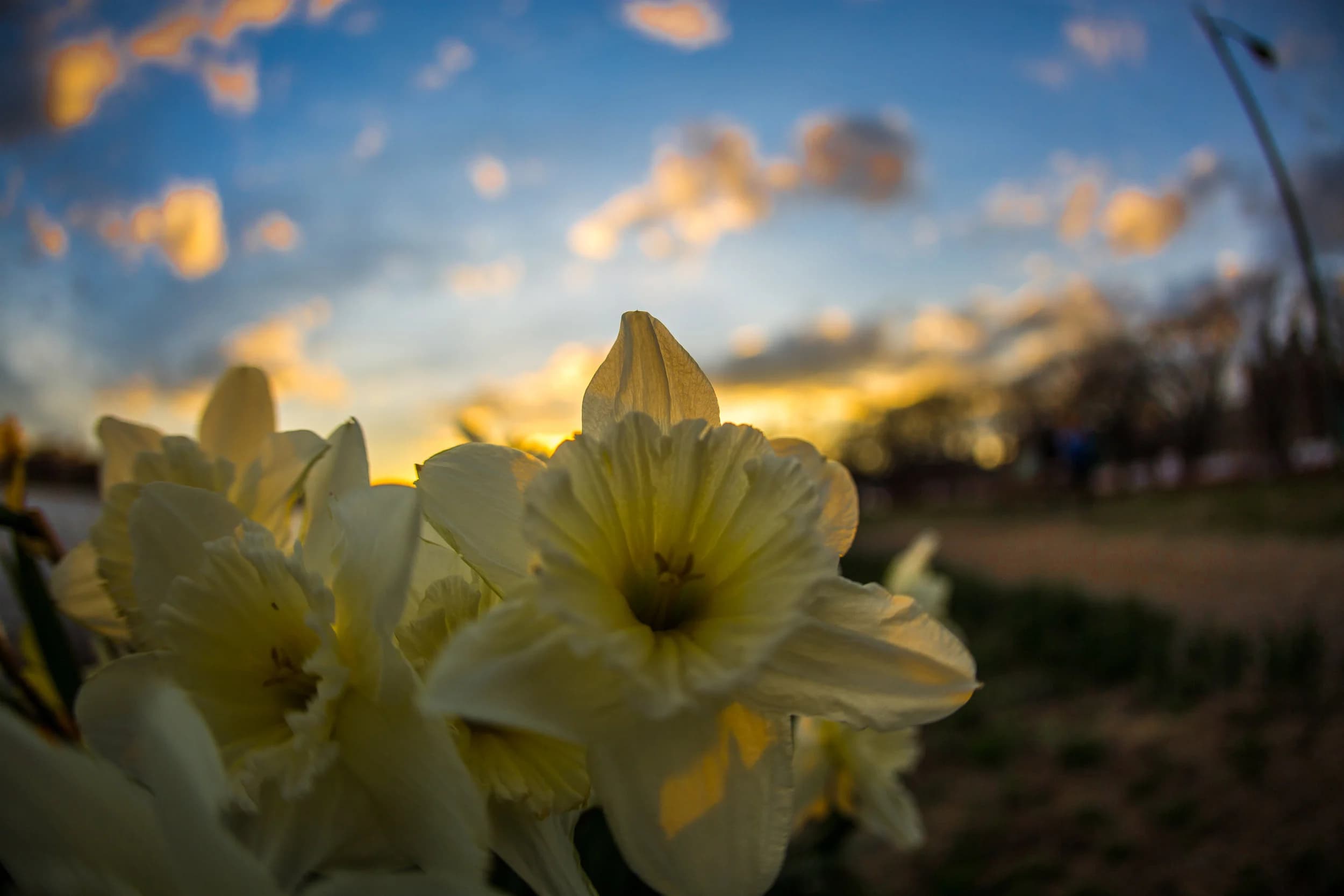 Sunburst